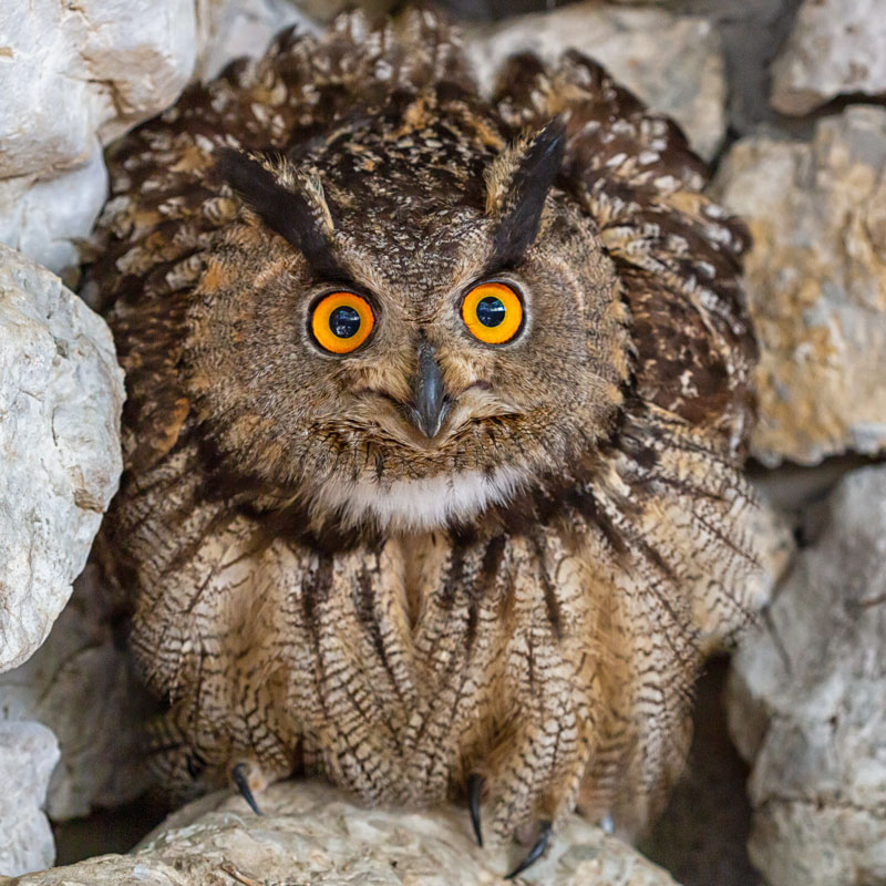 OISEAU_hibou_moyen_duc_muret_pierre