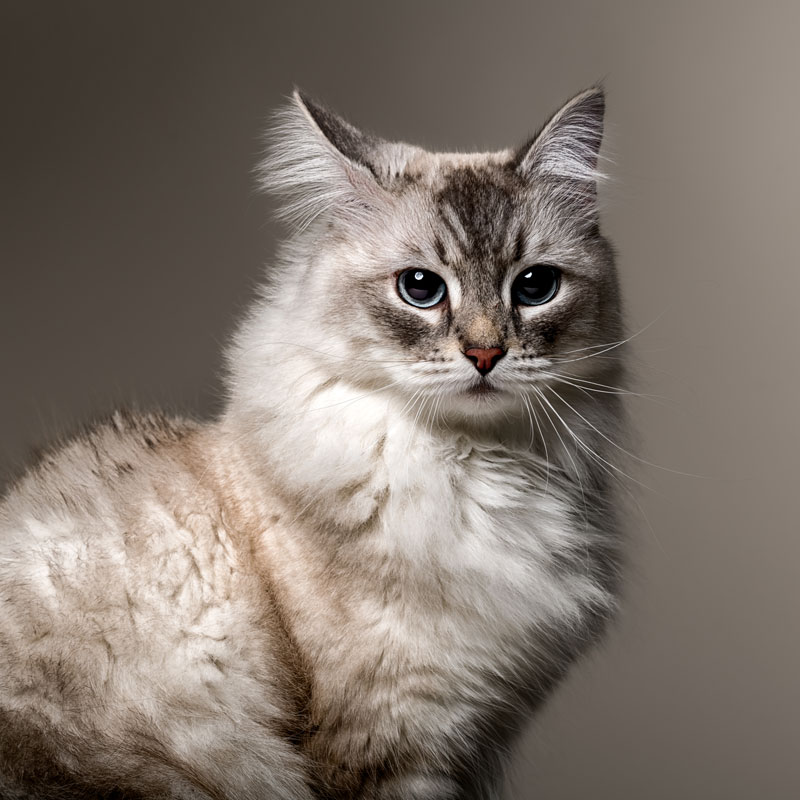chat_siberie
