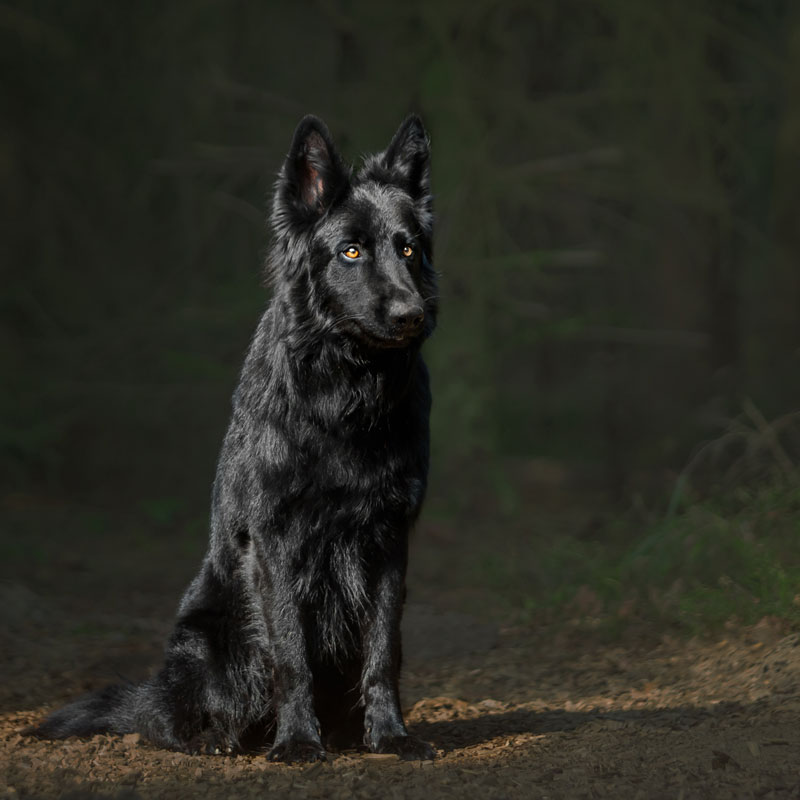 chien_berger_allemand