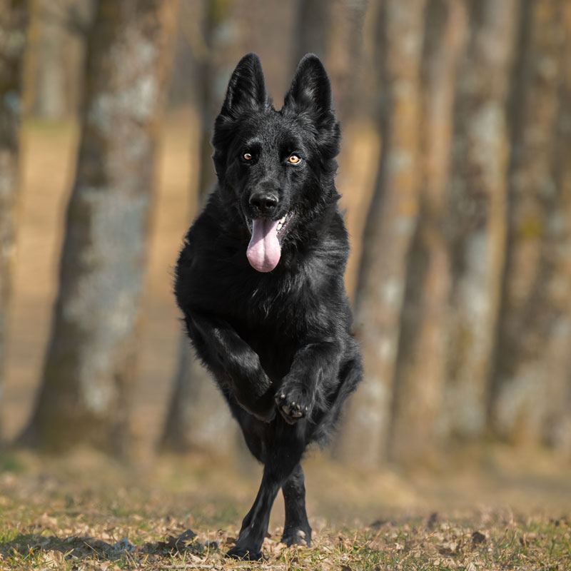 chien_berger_allemand_noir