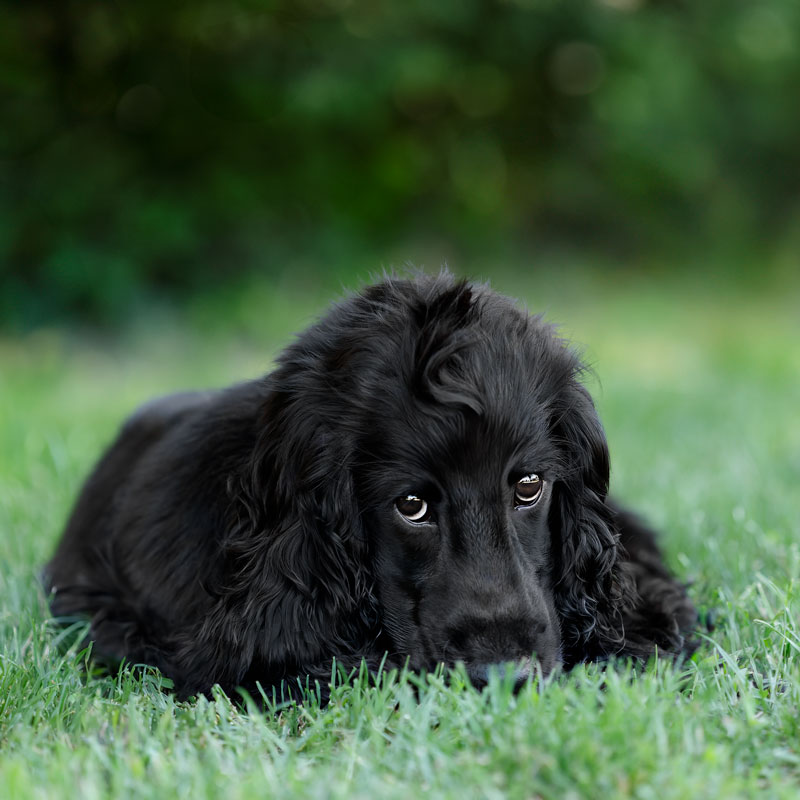 chien_cocker_noir