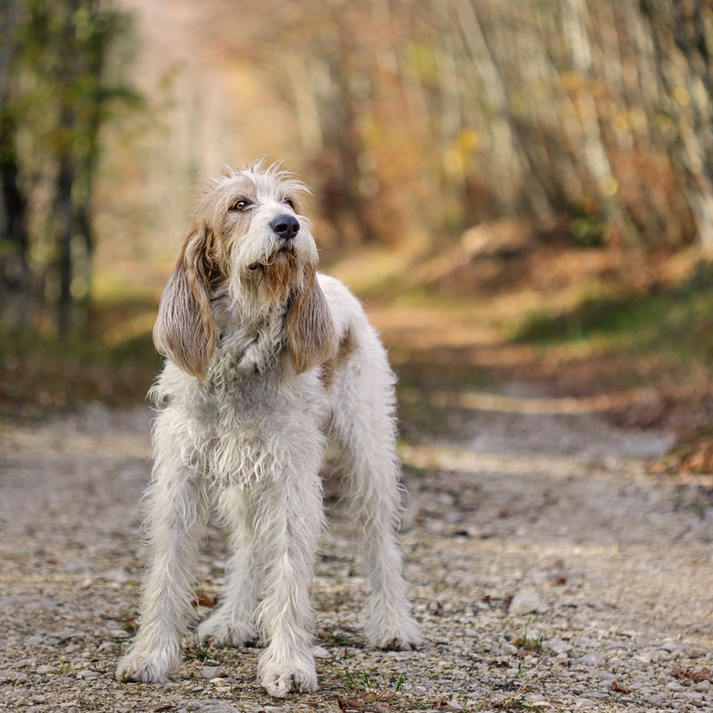 chien_griffon