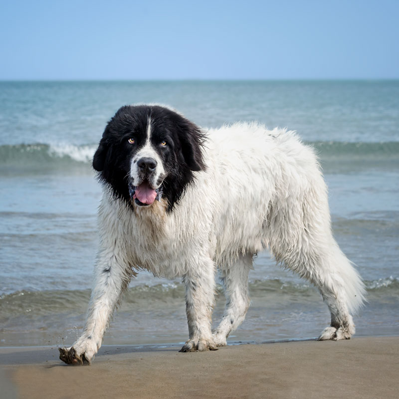 chien_landseer