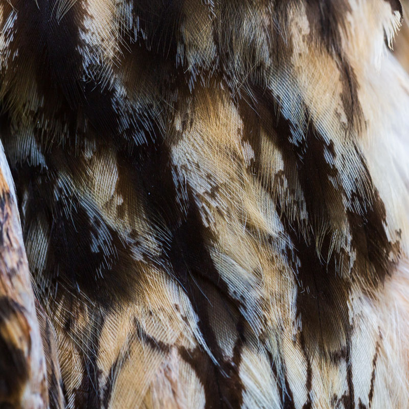 oiseau_plumage_hibou moyen_duc